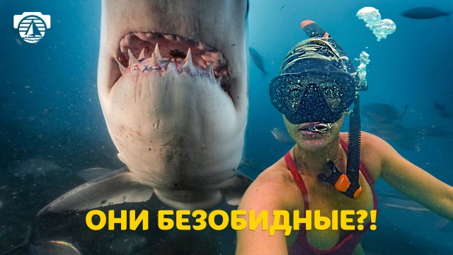 Можно ли плавать с акулами?