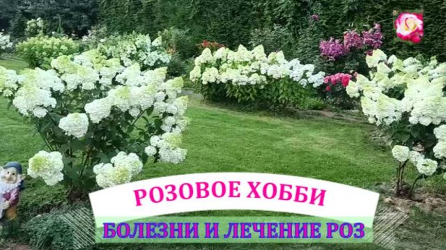 БОЛЕЗНИ РОЗ И ЛЕЧЕНИЕ