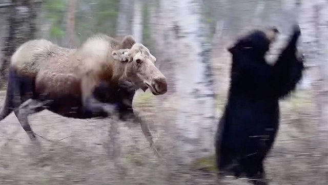 Лесной ТИТАН, которого лучше не ЗЛИТЬ! На что способен ЛОСЬ?