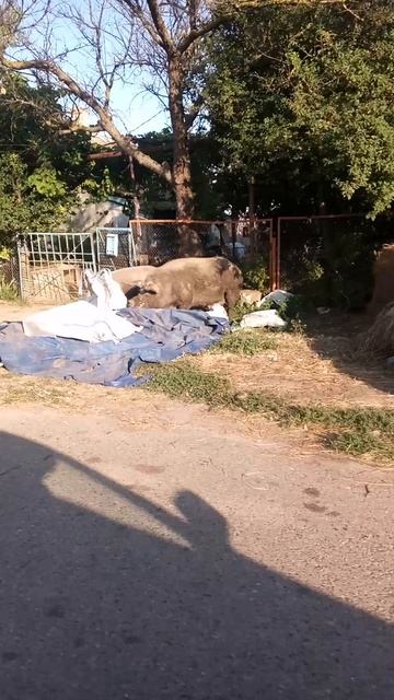 свин