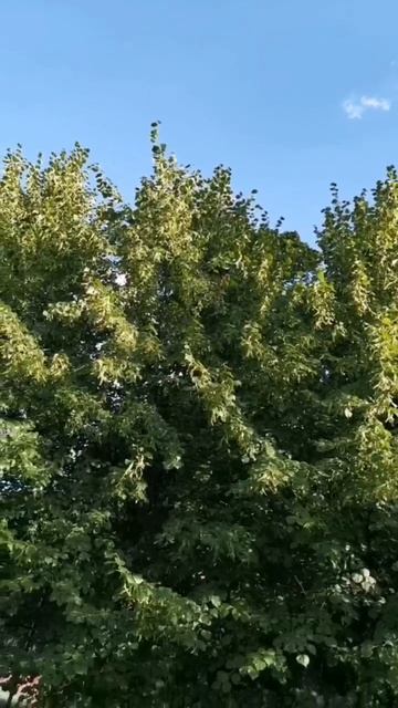 video5235722106288766486