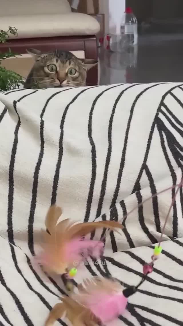 Кошачьи глюки