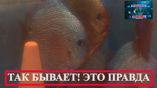 Лучшие Дискусы РОССИЯ 2025.