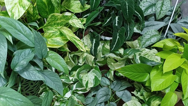 Ампельные растения🌿💕☀️ Разбор полётов...🤔