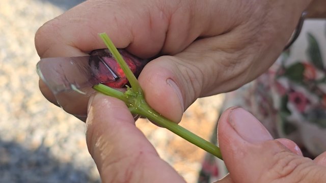 Летняя окулировка винограда без пробуждения