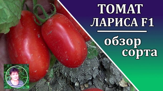 Томат Лариса F1  Идеален для цельноплодного консервирования в малообъемные банки. Подный обзор сорта