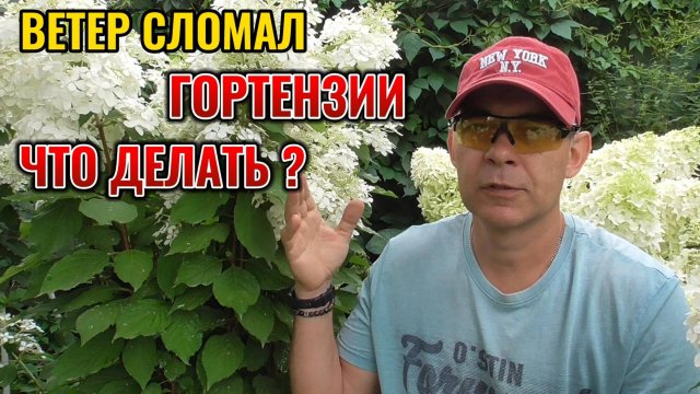 Гортензии сломались от дождя и ветра, вот что нужно сделать для восстановления куста