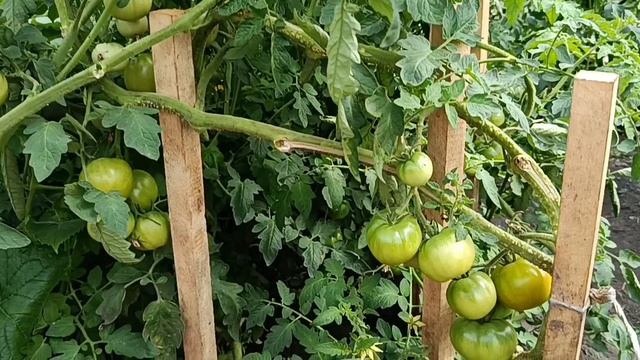 МУЖ РАССКАЗАЛ ПРО ЖИЗНЬ/СОБРАЛА УРОЖАЙ🥒 КАТАЮ АССОРТИ.
