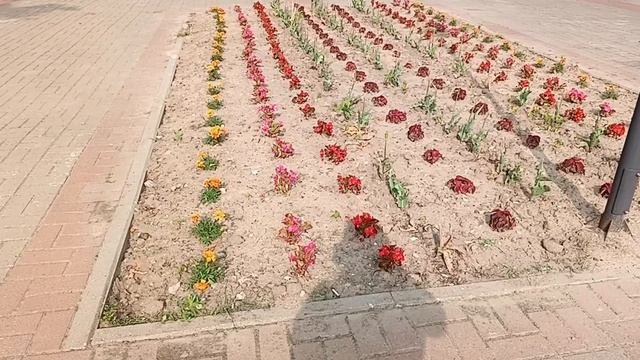 красота цветов