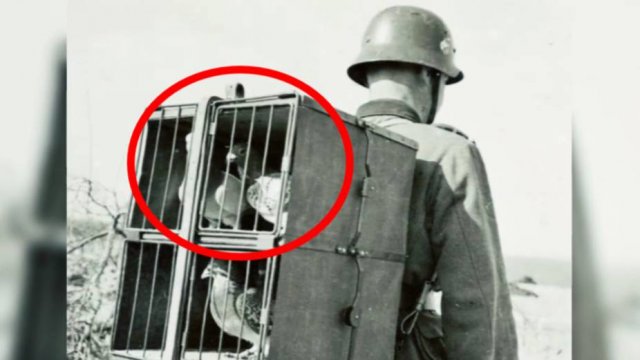 ⚡ Зачем РАНЬШЕ строили ГОЛУБЯТНИ？