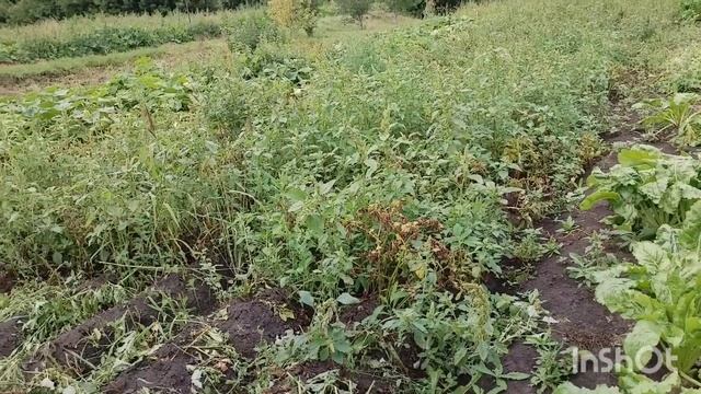 9.08.2025 трудимся, всё как обычно/как живут в русской деревне...
