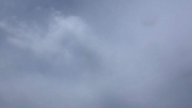 Продажа бойных голубей.