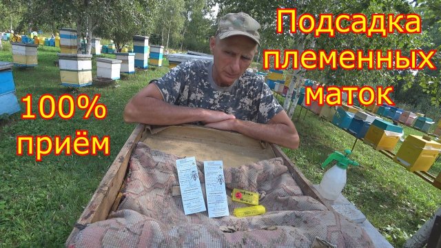 ПОДСАДКА ПЛЕМЕННЫХ маток из Германии. 100% способ подсадки маток