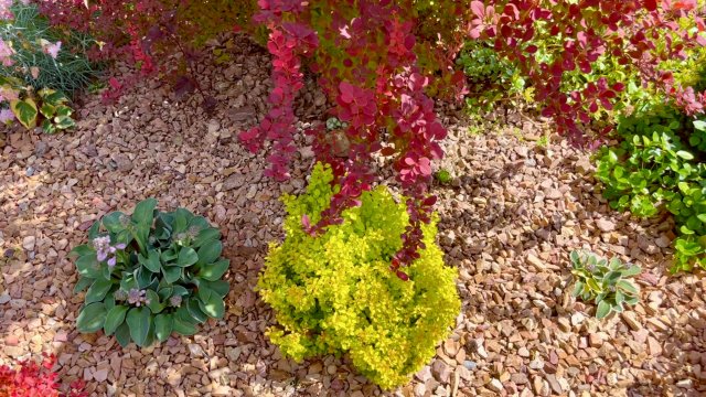 Карликовые барбарисы в нашем саду. Сравнение сортов и опыт выращивания.