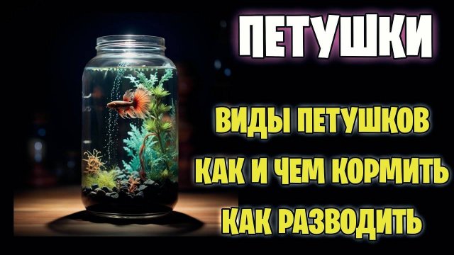 ПЕТУШКИ - Виды петушков - Как и чем кормить - Как разводить