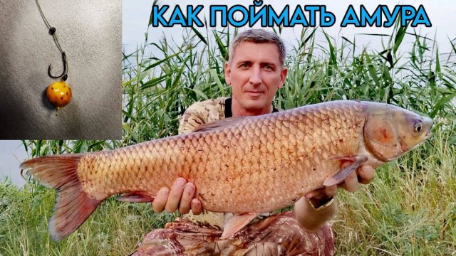 На что ПОЙМАТЬ БЕЛОГО АМУРА. #белыйамур #рыбалка #сазан #карась #карп