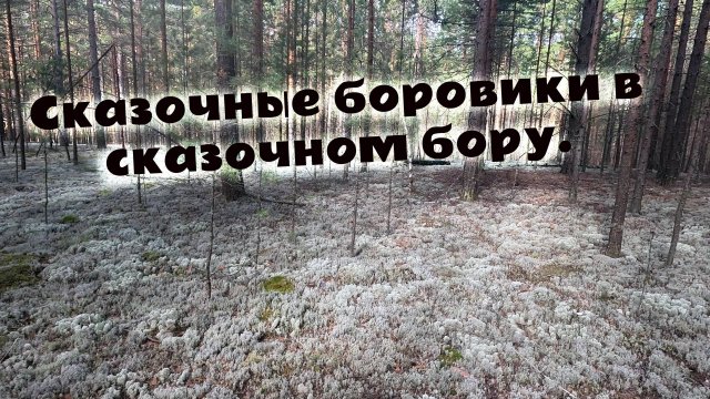 Боровики в Азанке. Красивая прогулка по белому мху. Грибная охота на белые грибы. Царство грибов.