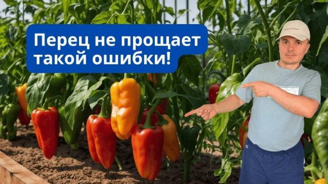 Не убирали перец с грядки 2 месяца — вот что получилось!