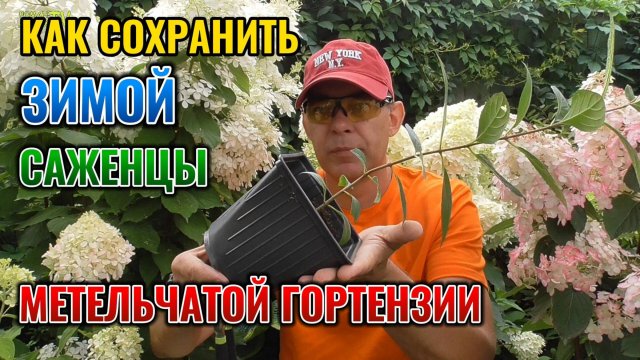 Как сохранить саженцы МЕТЕЛЬЧАТОЙ гортензии зимой: применяю два проверенных способа