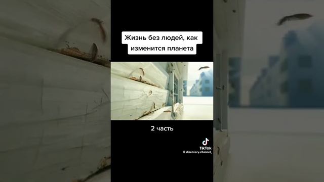 жизнь без людей