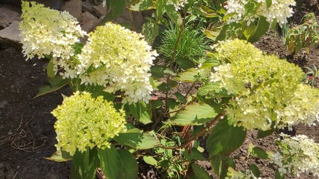 Метельчатая гортензия фантом