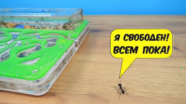 Куда пойдет Муравей если сбежит из формикария?