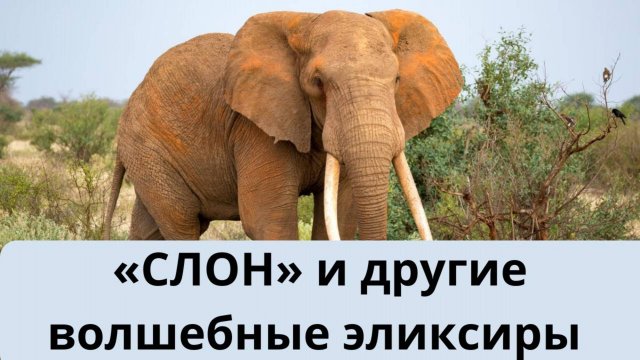Доктор Алишер Васлиев «СЛОН» и другие волшебные эликсиры АРХИВНАЯ ЗАПИСЬ