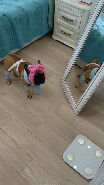 #французскийбульдог #собакиприколы #собака #бульдоги #одеждадлясобак #frenchbulldog