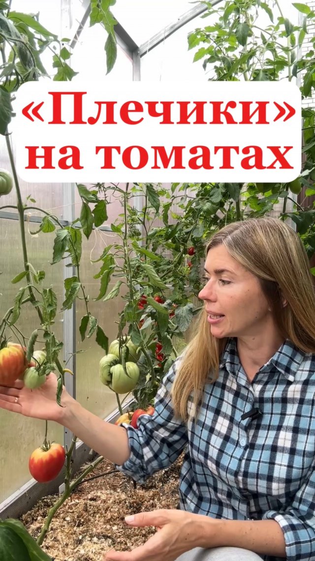 Почему на томатах появляются белые или желтые плечики? Помогут ли калийные подкормки исправить это?