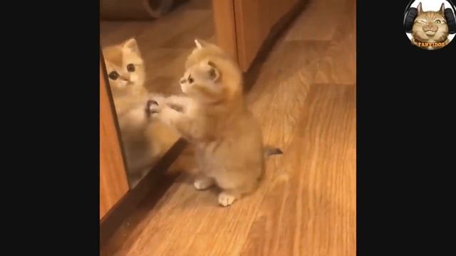Котики и милые котята ))) Милое видео.ЧИТАТЬ ОПИСАНИЕ.