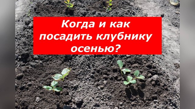 Осенняя посадка клубники #клубника #осень #новаягрядка