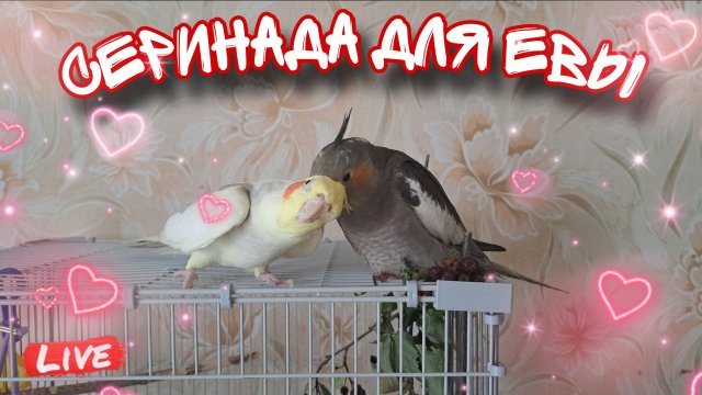 Попугай корелла поёт серинаду