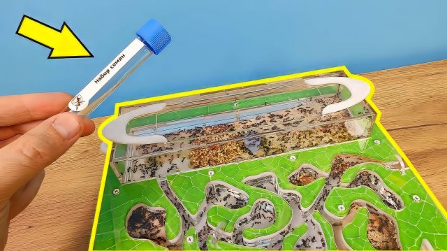 У муравьев закончилась еда! Что делать? Чем кормить?