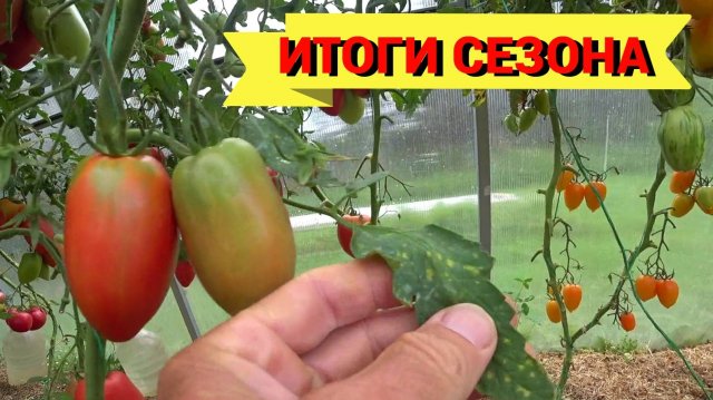 КЛАДОСПОРИОЗ и ДЕСЯТЬ ВКУСНЫХ СОРТОВ ТОМАТОВ. Итоги года 2025.