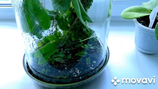 ОЧЕНЬ НУЖНАЯ ПОКУПКА ДЛЯ РАСТЕНИЙ!КОМНАТНЫЕ РАСТЕНИЯ(ЦВЕТЫ).