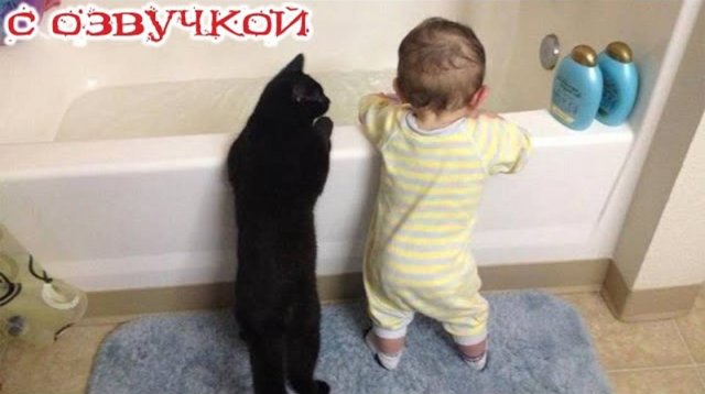 Приколы с котами! С ОЗВУЧКОЙ! Самые смешные животные - Про котов! Смешные видео!