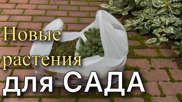 Обзор распаковка покупок новых растений для сада. Размер и состояние саженцев