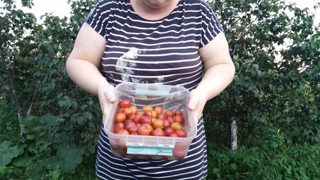 ПРОСТАЯ ЖИЗНЬ 45 //СОБРАЛА СЛИВУ// СХОДИЛА В ЖД БОЛЬНИЦУ ВСЕ ПОЛУЧИЛОСЬ