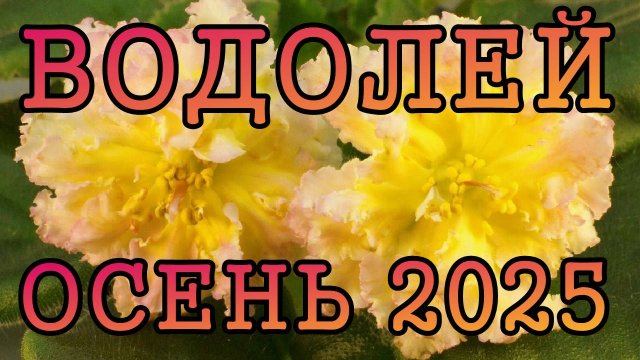 ВОДОЛЕЙ таро прогноз на ОСЕНЬ 2025 года (сентябрь, октябрь, ноябрь).