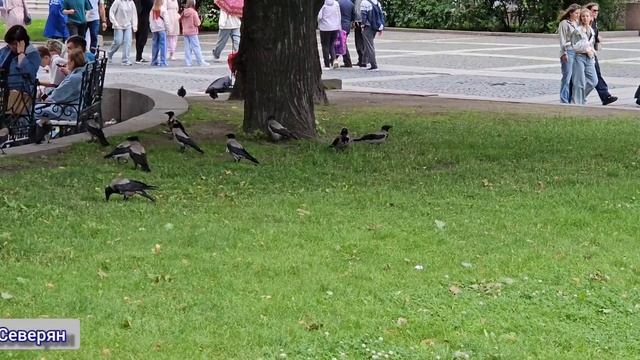 Санкт-Петербург Гуляем по городу. Лето 2025. ЖизньСеверян. Отпуск. Отдых.