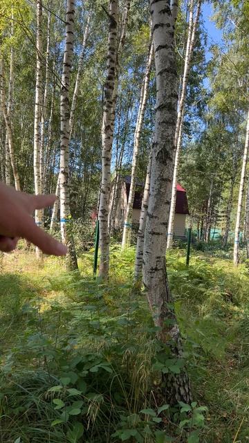 7 шагов структурной работы на участке 60 соток в Завидово от Студии ART Story
