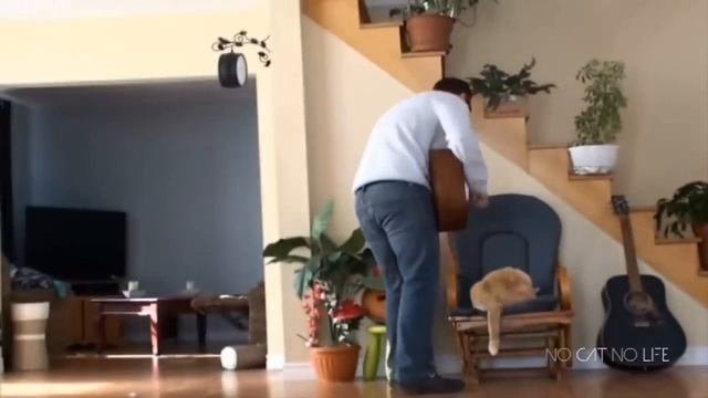 Смешные животные, часть 11