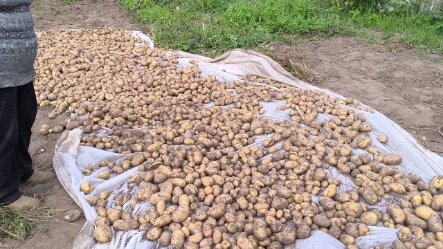 Урожай на огороде просто супер! Выкопали картошку, арбузы..