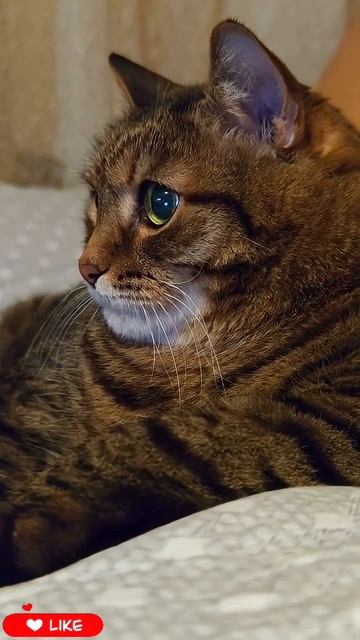 Не твои дела 🤔😉😺🤣👍🚀