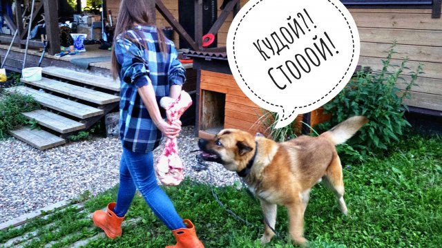 Сова Ёль сердится на Егора, все заняты конкурсами, Пёс Кубик получил свою динозавровую косточку