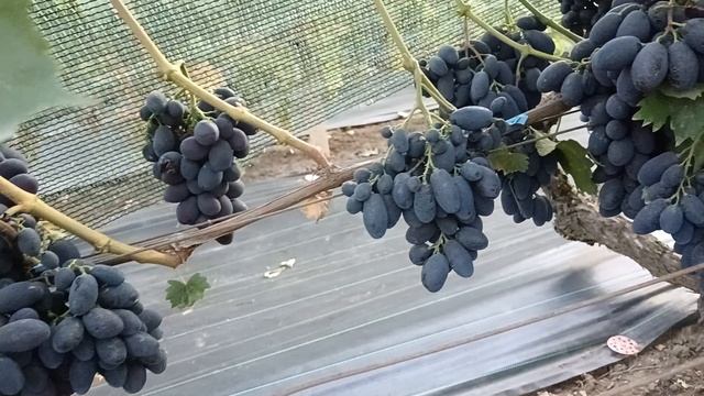 Виноград Бодрый (Павловский Е. Г.)) и Доменик (Бурдак А. В.) на 10.08.25г виноградник Король В. Н.