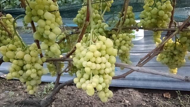 Виноград Золотые купола (Калугин В. М.) и Красавчик (Писанка О. М.) 10.08.25г.виноградник Король В.Н