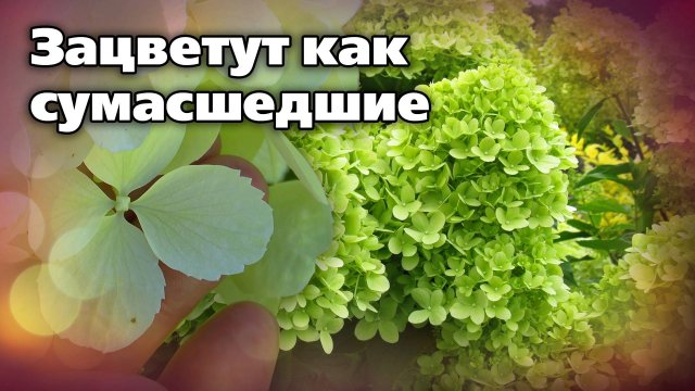 Советы по гортензиям. Отличные сорта, нестандартный подход