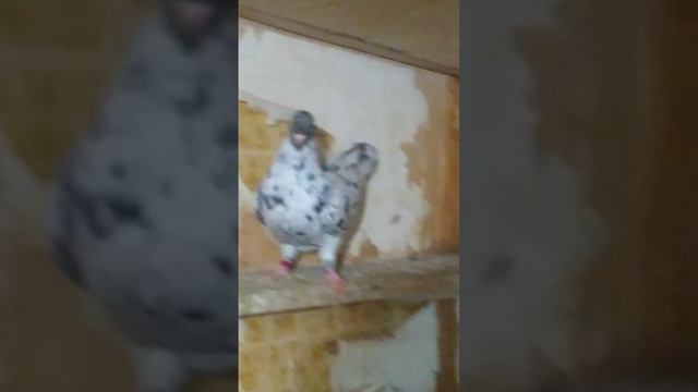 1000061147.mp4