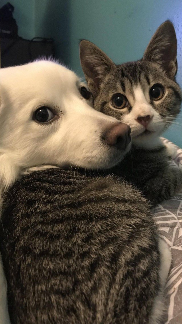 Собачки и Котики